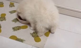 「ごはんを食べているとなぜかお尻が上がってしまう」赤ちゃんの頃のポメラニアンの動画が可愛くてたまらない！