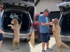 甘えん坊のラブラドゥードル。車に乗るなら飼い主さんに抱っこしてもらって乗せてもらいたいみたい！！