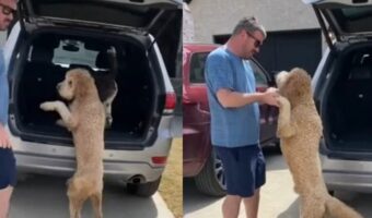 甘えん坊のラブラドゥードル。車に乗るなら飼い主さんに抱っこしてもらって乗せてもらいたいみたい!!