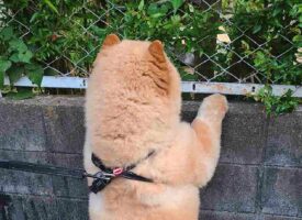 「今日は大好きな猫さんがいるかな！？」猫がいるかどうか確認する愛犬の後ろ姿が可愛すぎる！