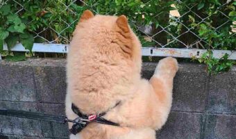 「今日は大好きな猫さんがいるかな!?」猫がいるかどうか確認する愛犬の後ろ姿が可愛すぎる!