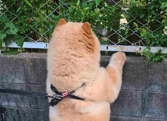 「今日は大好きな猫さんがいるかな！？」猫がいるかどうか確認する愛犬の後ろ姿が可愛すぎる！