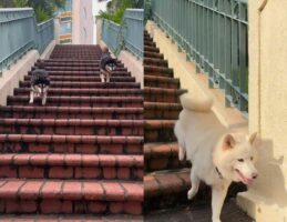 愛犬たちが元気いっぱいに階段を駆け降りてくる姿が可愛らしい！少し出遅れた子もいたけど追いついてよかった！