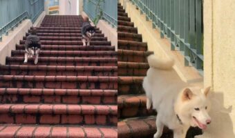 愛犬たちが元気いっぱいに階段を駆け降りてくる姿が可愛らしい!少し出遅れた子もいたけど追いついてよかった!