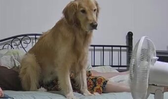 具合が悪くて寝込んでいる飼い主さん。そのお腹にお尻を乗せて扇風機にあたる愛犬が可愛らしい！