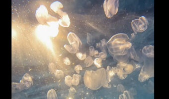 シドニーの人気ビーチ、クロヌラビーチの海中からの映像に癒やされる！！たゆたうクラゲの群れがいました！！