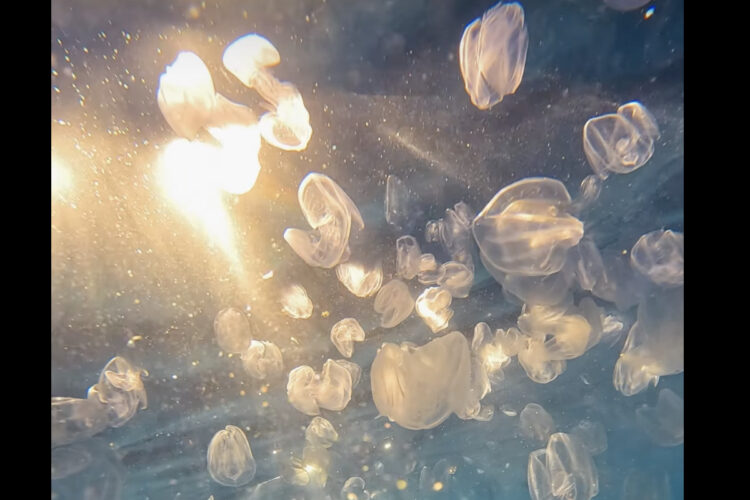 シドニーの人気ビーチ、クロヌラビーチの海中からの映像に癒やされる！！たゆたうクラゲの群れがいました！！