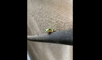 「高圧洗浄機使ってたら、ホースにカエルおってめっちゃ横揺れしてた」揺れているのをむしろ楽しんでる!?