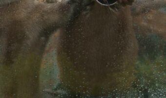 手を出してるコツメカワウソが少し“ドヤ顔気味”の顔で面白いと話題に！「アイドルオーラ出てる」「凛々しい」