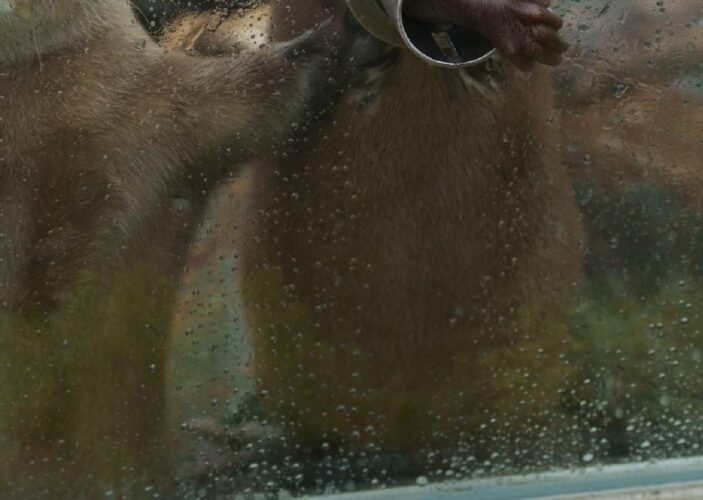 手を出してるコツメカワウソが少し“ドヤ顔気味”の顔で面白いと話題に！「アイドルオーラ出てる」「凛々しい」