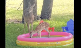 プールで水遊びをしている子ジカ。プールが好きなのはどこの子供も同じ??【アメリカ・動画】