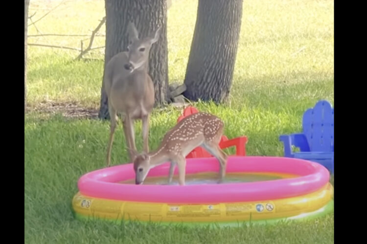 プールで水遊びをしている子ジカ。プールが好きなのはどこの子供も同じ？？【アメリカ・動画】