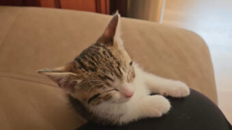 くたくたになった子猫はすっかりおネム。こっくりこっくりと頭が傾いていきます【アメリカ・動画】