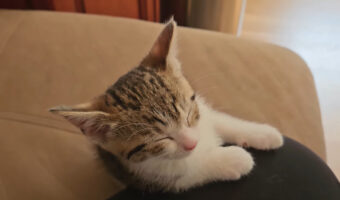 くたくたになった子猫はすっかりおネム。こっくりこっくりと頭が傾いていきます【アメリカ・動画】