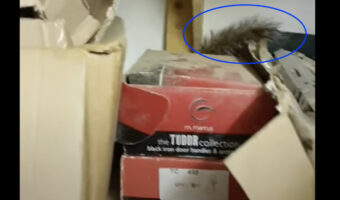 戸棚の奥に見慣れないもふもふが。その正体を確認しようと荷物をどかしてみたら・・!!【海外・動画】