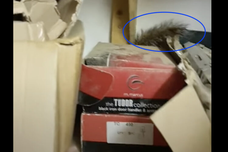 戸棚の奥に見慣れないもふもふが。その正体を確認しようと荷物をどかしてみたら・・！！【海外・動画】