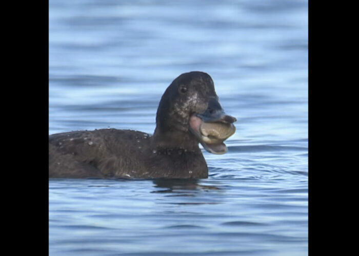大きな貝をくわえたウミガモ。さすがに食べ切れないほどの大きさですが・・、なんと丸呑みしてしまいました！！【アメリカ・動画】