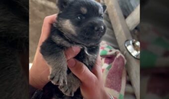 子犬になんとかお薬を飲んでもらった結果。飲み込んでくれたのでこれで一安心と思いきや・・！！【海外・動画】