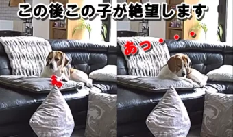 大切なオモチャを落としてしまったワンコ…その瞬間のリアクションが「この世の終わりのようだ」