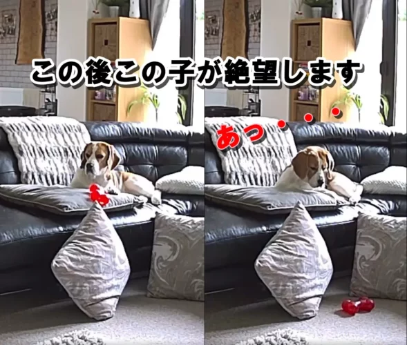 大切なオモチャを落としてしまったワンコ…その瞬間のリアクションが「この世の終わりのようだ」