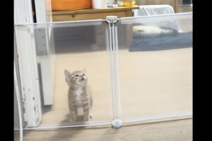 子猫の身体能力があなどれない！まだ小さいにペットフェンスを越えられないだろうと思いきや・・！！