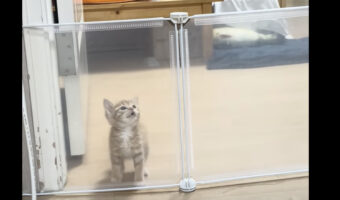 子猫の身体能力があなどれない！まだ小さいにペットフェンスを越えられないだろうと思いきや・・！！