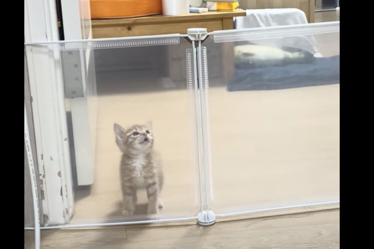 子猫の身体能力があなどれない！まだ小さいにペットフェンスを越えられないだろうと思いきや・・！！