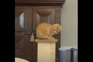スクラッチポストにのぼってグルグル。子猫は『あるもの』を追いかけるのにすっかり夢中！！【アメリカ・動画】