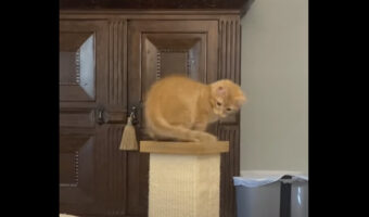 スクラッチポストにのぼってグルグル。子猫は『あるもの』を追いかけるのにすっかり夢中!!【アメリカ・動画】