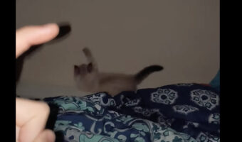 壁に向かって一心不乱におててを伸ばす猫。飼い主さんの指の影を追いかけるのに夢中でしたが・・【アメリカ・動画】