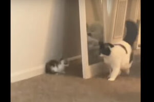 演技が上手で優しい猫？子猫が身を潜めているのに気付いているようですが、子猫のイタズラに大袈裟に驚いてあげています！！