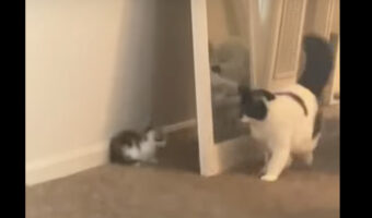 演技が上手で優しい猫？子猫が身を潜めているのに気付いているようですが、子猫のイタズラに大袈裟に驚いてあげています！！