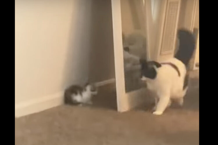 演技が上手で優しい猫？子猫が身を潜めているのに気付いているようですが、子猫のイタズラに大袈裟に驚いてあげています！！