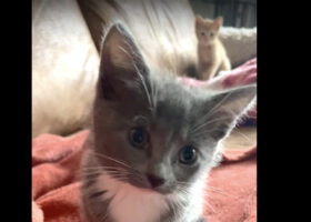 子猫のわちゃわちゃがかわいすぎる！きょうだいが毛づくろいしているところを狙ってダイブ！！【海外・動画】