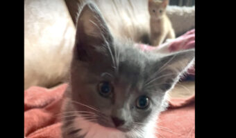 子猫のわちゃわちゃがかわいすぎる!きょうだいが毛づくろいしているところを狙ってダイブ!!【海外・動画】