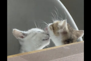 お互いの顔をペロペロ・・。グルーミングしあう仲良しな子猫の姿が愛らしい！！