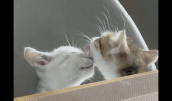 お互いの顔をペロペロ・・。グルーミングしあう仲良しな子猫の姿が愛らしい!!