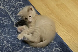 自分のしっぽを見つけた子猫。くわえたり捕まえたりして遊んでいましたが・・、見失っちゃった？？【アメリカ・動画】