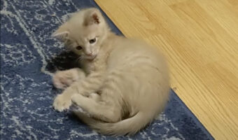 自分のしっぽを見つけた子猫。くわえたり捕まえたりして遊んでいましたが・・、見失っちゃった？？【アメリカ・動画】