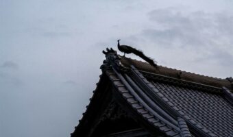 “空飛ぶ孔雀”を撮影した写真に反響!「こんなに空を舞う孔雀、初めて見ました」「鳳凰の様で神々しい」