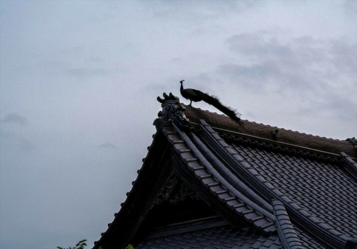 “空飛ぶ孔雀”を撮影した写真に反響！「こんなに空を舞う孔雀、初めて見ました」「鳳凰の様で神々しい」