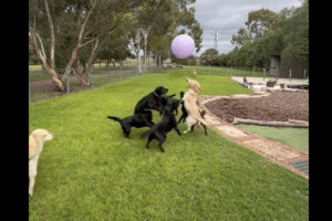 風船を追いかけ回して遊ぶラブラドールたち。元気すぎて風船はすぐ割れちゃいます！！【海外・動画】
