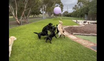 風船を追いかけ回して遊ぶラブラドールたち。元気すぎて風船はすぐ割れちゃいます！！【海外・動画】