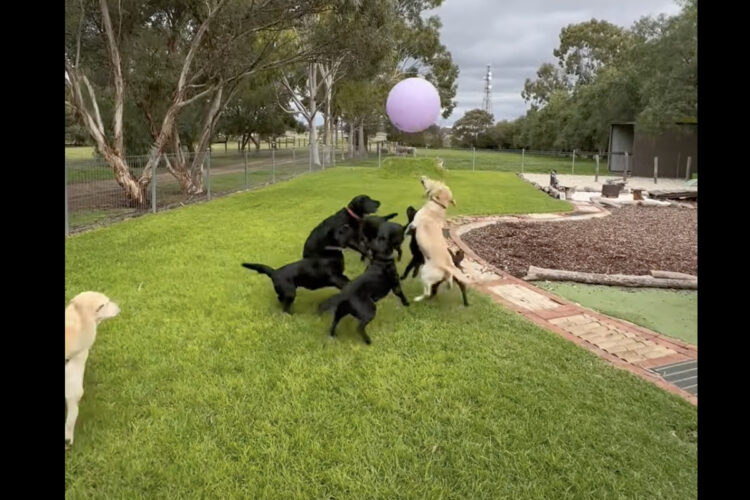 風船を追いかけ回して遊ぶラブラドールたち。元気すぎて風船はすぐ割れちゃいます！！【海外・動画】