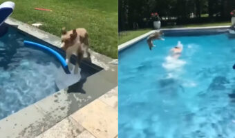 パパさんを助けなきゃ！プールサイドを駆ける犬が向かったその先は！！【アメリカ・動画】