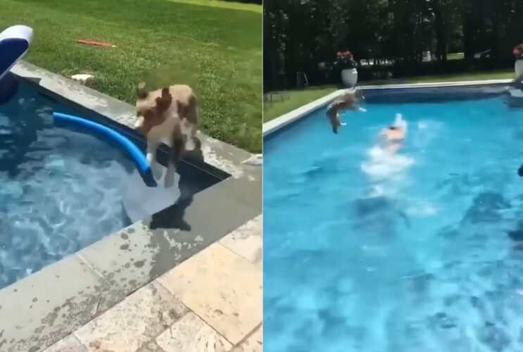 パパさんを助けなきゃ！プールサイドを駆ける犬が向かったその先は！！【アメリカ・動画】
