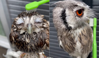 フクロウたちのシャワータイム!体を洗ってもらい、クチバシも磨いてもらって満足そう!!
