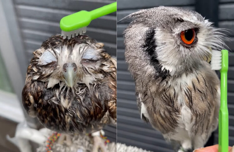 フクロウたちのシャワータイム！体を洗ってもらい、クチバシも磨いてもらって満足そう！！