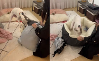 子犬はベッドをプレゼントしてもらい大喜び！興奮しながら袋を開けると、勢いよくダイブ！！【海外・動画】