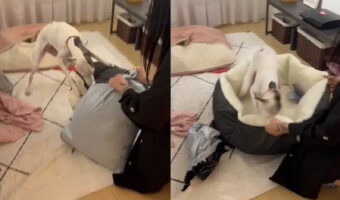 子犬はベッドをプレゼントしてもらい大喜び！興奮しながら袋を開けると、勢いよくダイブ！！【海外・動画】